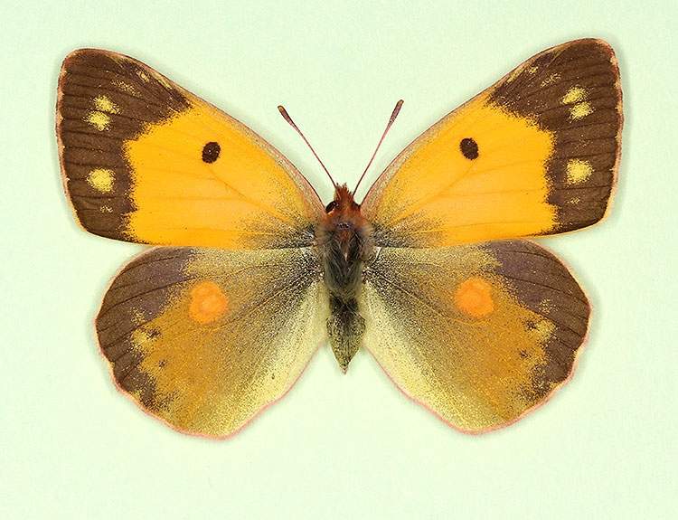Colias croceus female (aberrant form punctifera) (Internet Image property of respective owner, non-commercial use only)